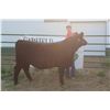 Image 1 : Anthony Murnion - Market Beef