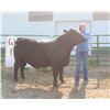 Image 1 : Brooke Murnion - Market Beef