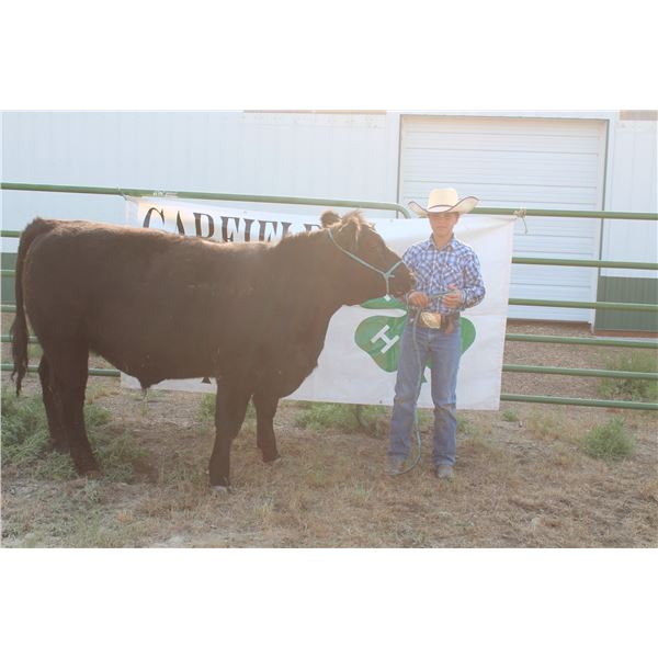 Creed Stroh - Market Beef
