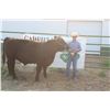 Image 1 : Creed Stroh - Market Beef