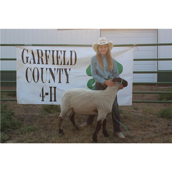 Reese Witt - Market Lamb