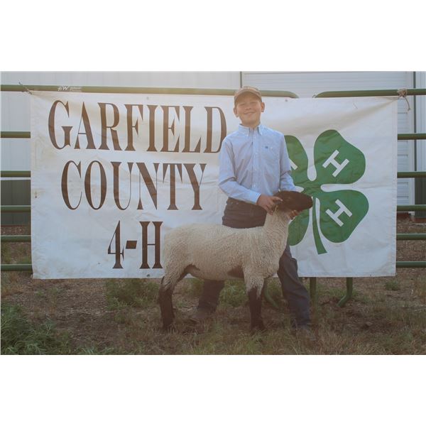 Everett O’Connor - Market Lamb