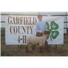 Image 1 : Everett O’Connor - Market Lamb