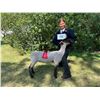 Image 1 : Gracelyn Roudebush - Market Sheep