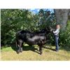 Image 1 : Emmery O'Hara - Market Beef