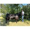 Image 1 : Brooks Diekhans - Market Beef