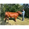 Image 1 : Miles Zanto - Market Beef