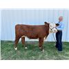 Image 1 : Natalie Heppner - Market Beef