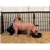 Image 1 : Taryn Reid - Market Swine