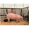 Image 1 : Chase Tinklenberg - Market Swine