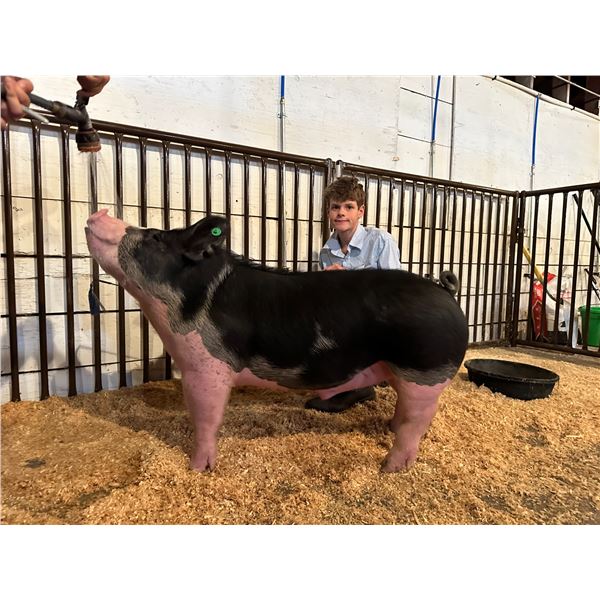 Augustus Little - Market Swine