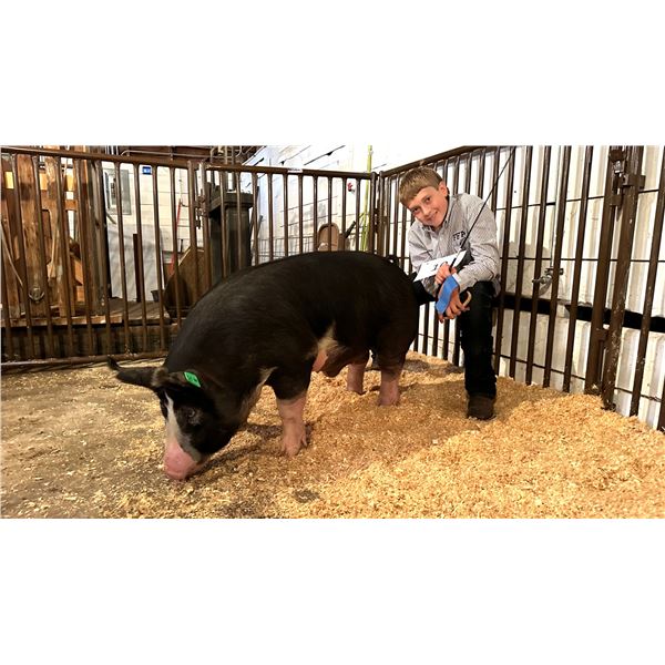 Blake O’Hara - Market Swine