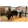 Image 1 : Blake O’Hara - Market Swine