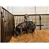 Image 1 : Larkin Kauer - Market Swine - WEIGHT STOP AT 300LBS!