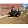 Image 1 : Paul Ritland - Market Swine