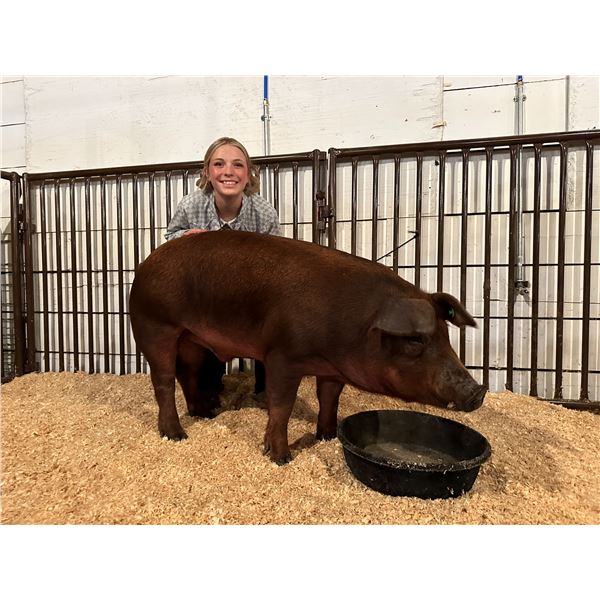 Clara Bradshaw - Market Swine