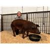 Image 1 : Clara Bradshaw - Market Swine