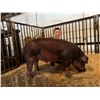 Image 1 : Dennis Ritland - Market Swine