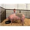 Image 1 : Brooks Diekhans - Market Swine - WEIGHT STOP AT 300LBS!