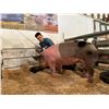 Image 1 : Gage Kauer - Market Swine - WEIGHT STOP AT 300LBS!