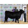 Image 1 : Arrow Hucke - Bred Heifer
