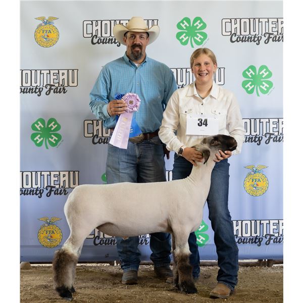 Ella Chauvet - Market Sheep