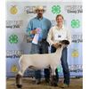 Image 1 : Ella Chauvet - Market Sheep