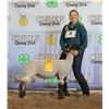 Image 1 : Bailey Heppner - Market Sheep
