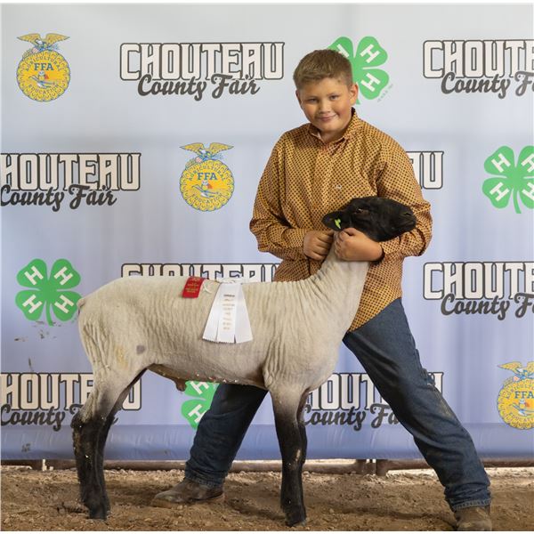 Austin Heppner - Market Sheep