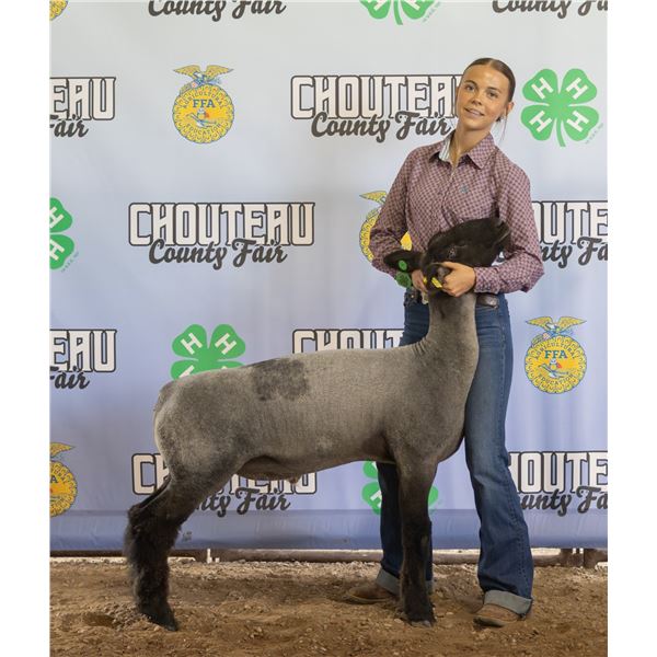 Sophia Bradshaw - Market Sheep