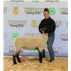 Image 1 : Bradley Little - Market Sheep