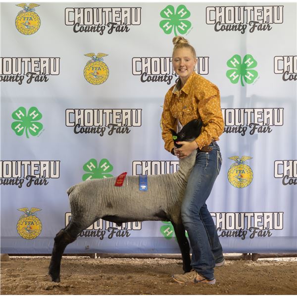 Natalie Heppner - Market Sheep