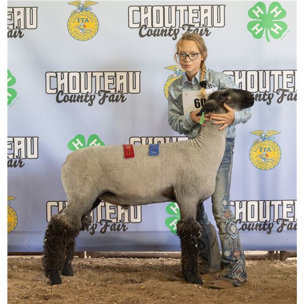 Jolene Fike - Market Sheep