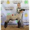 Image 1 : Jolene Fike - Market Sheep