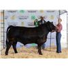 Image 1 : Sophia Bradshaw - Market Beef
