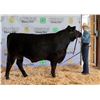 Image 1 : Thaddeus Bradshaw - Market Beef