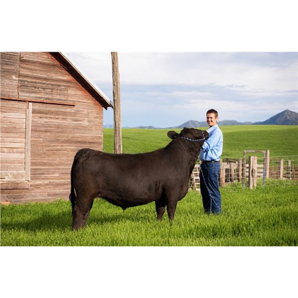Miles Zanto - Market Beef