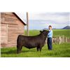 Image 1 : Miles Zanto - Market Beef