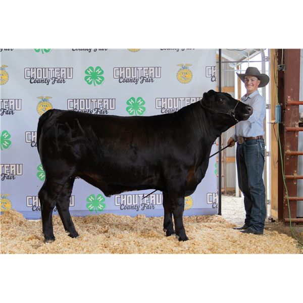 Arrow Hucke - Market Beef