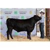 Image 1 : Arrow Hucke - Market Beef