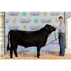 Image 1 : Brooks Diekhans - Market Beef