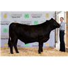 Image 1 : Jetta Hucke - Market Beef