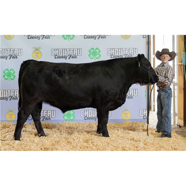 Beckett Reid - Market Beef