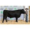 Image 1 : Beckett Reid - Market Beef