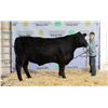Image 1 : Dennis Ritland - Market Beef