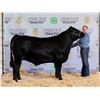 Image 1 : Braydee O’Hara - Market Beef