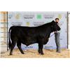 Image 1 : Kade Baum - Market Beef