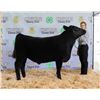 Image 1 : Blake O’Hara - Market Beef