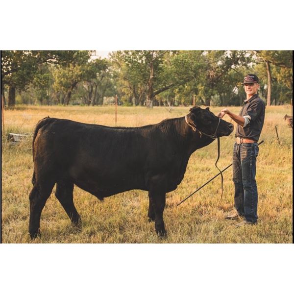 Brentlee Bomgardner - Market Beef