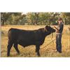 Image 1 : Brentlee Bomgardner - Market Beef